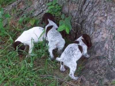 Puppies in MO
